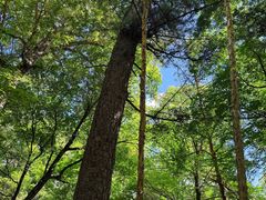 -五营红松林海景区