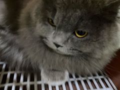-伟伟宠物医院·CT影像中心·瑞派犬猫综合性门诊(汉口总院)