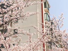-高东镇樱花园
