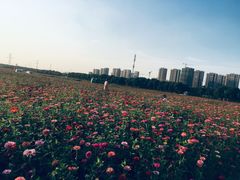 -皇粮浜湿地公园