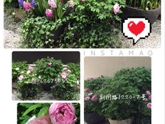 -静岸花卉园艺(三星坊店)