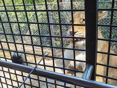 -深圳野生动物园