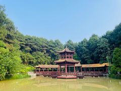 -铁山坪森林公园