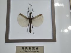 -上海昆虫博物馆