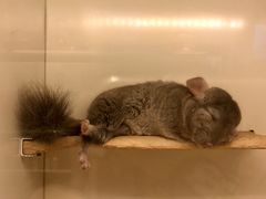 -龙猫仔乐园(惠福东路店)