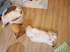 -瑞派康怡24h宠物医院·犬猫医疗中心·微创绝育(瑞景分院)