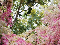 -深圳国际园林花卉博览园