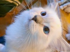 -李小姐の猫咖啡馆(五角场店)