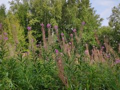 -塞罕坝国家级自然保护区