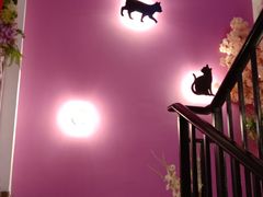 -70cat德文卷毛猫·缅因猫纯种猫舍
