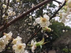 -玉树公园