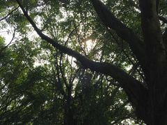 -大湾区中央湿地公园