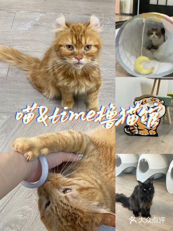 这里的猫星人也太治愈了吧