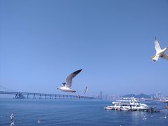 -星海湾跨海大桥