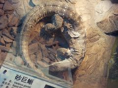 android_upload_pic-上海大自然野生昆虫馆