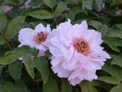 -曹州百花园