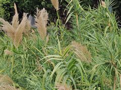 -四海公园(南山区)