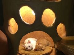 -猫猫幼稚园·撸猫·桌游·电玩