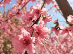 -白鹿原·白鹿仓