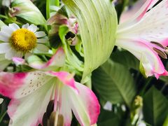 -ebeecake小蜜蜂蛋糕(酒仙桥店)