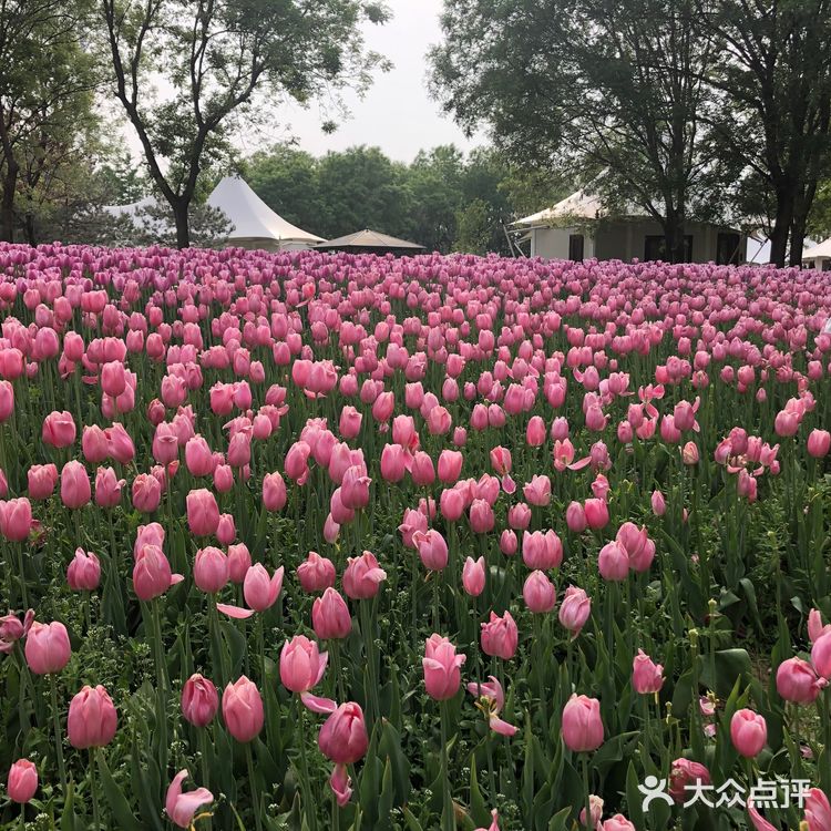 我们今天去那里野餐了，有成片的草地