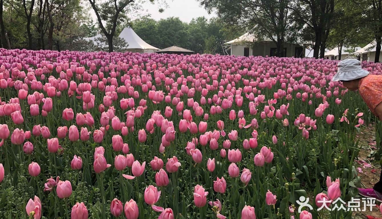 我们今天去那里野餐了，有成片的草地