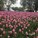 我们今天去那里野餐了，有成片的草地