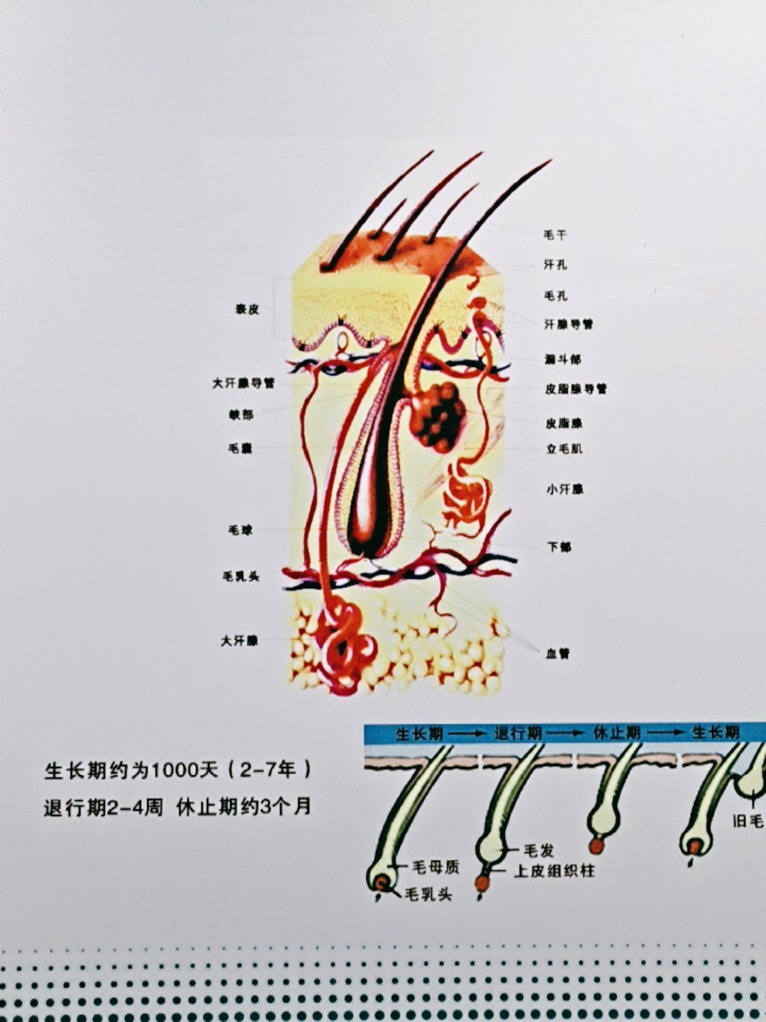 头皮结构大揭秘,你get了吗?