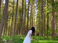 -黄海国家森林公园