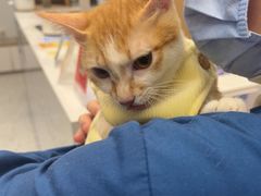 -瑞派康怡24h宠物医院·犬猫医疗中心·微创绝育(瑞景分院)