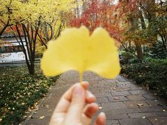 -上海共青森林公园