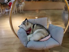 -Husky Go! 哈士奇体验馆·宠物咖啡厅狗咖