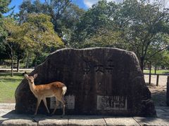 -奈良公园