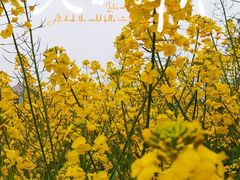 -海上田园