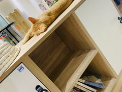 -藏猫猫咖啡主题馆(中央大道店)