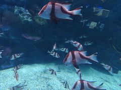 -海合安成都极地海洋公园