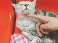 -猫咪博物馆(顶澳仔猫街店)