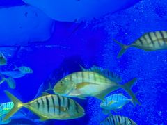 -太平洋海底世界