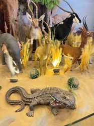 -卡通尼·Safari非洲探索乐园·生日会(金桥国际商业广场店)