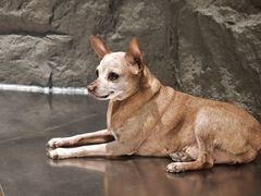 -J Create城市露营咖啡·简餐·宠物(上海动物园店)