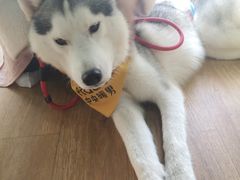 -Husky Go! 哈士奇体验馆·宠物咖啡厅狗咖