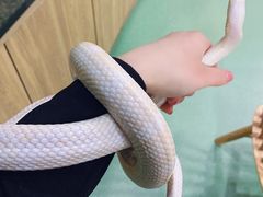 -藦茜花园宠物主题亲子互动体验馆(国顺东路店)