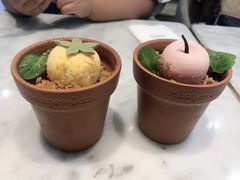 芒果盆栽-哈根达斯(钟楼新店)