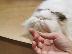 -more than meow吴止猫主题餐厅(承德 中船汇店)