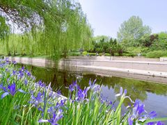 -海棠花溪(元大都城垣遗址公园)