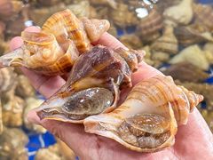 -明记海鲜大排档(巽寮湾店)