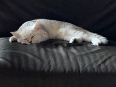 -关爱宠物医院·猫科中心·消化科(滨湖万达分院)