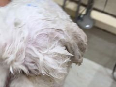 -暖阳宠物医院·犬猫康复中心·骨科