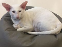 -飞行喵MR PILOT|猫舍·猫咖(静安大融城店)