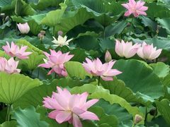 -荔湾湖公园